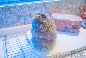 秋葉原のフクロウカフェ・アウルの森の写真画像まとめ_6094