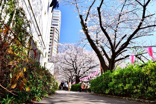 目黒川FGO桜ガチャ-1