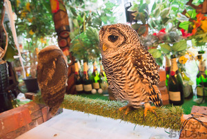 秋葉原のフクロウカフェ・アウルの森の写真画像まとめ_6137