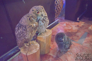 秋葉原のフクロウカフェ・アウルの森の写真画像まとめ_6070
