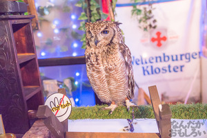 秋葉原のフクロウカフェ・アウルの森の写真画像まとめ_6148