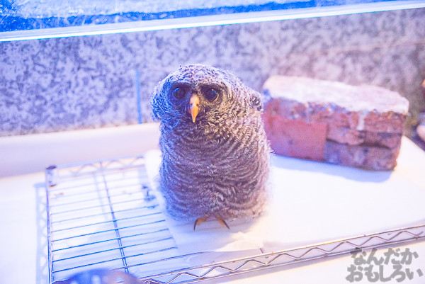 秋葉原のフクロウカフェ・アウルの森の写真画像まとめ_6097