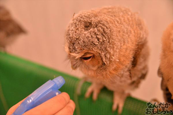 アキバフクロウ 写真 レポート_1172_R
