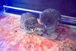 秋葉原のフクロウカフェ・アウルの森の写真画像まとめ_6120