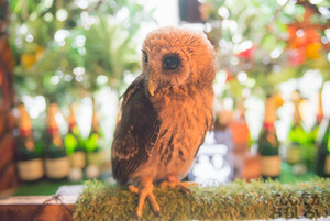 秋葉原のフクロウカフェ・アウルの森の写真画像まとめ_6065