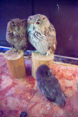 秋葉原のフクロウカフェ・アウルの森の写真画像まとめ_6071