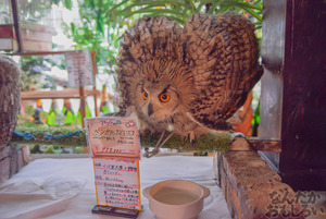 秋葉原のフクロウカフェ・アウルの森の写真画像まとめ_6057