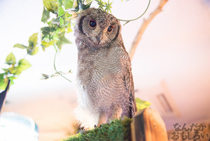 秋葉原のフクロウカフェ・アウルの森の写真画像まとめ_6104