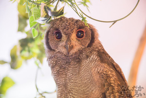 秋葉原のフクロウカフェ・アウルの森の写真画像まとめ_6106