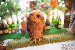 秋葉原のフクロウカフェ・アウルの森の写真画像まとめ_6060