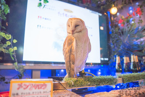 秋葉原のフクロウカフェ・アウルの森の写真画像まとめ_6147