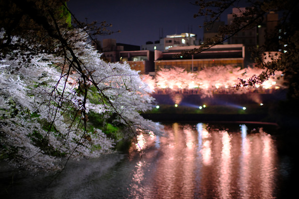 千鳥ヶ淵の桜X-Pro2001