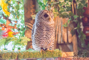 秋葉原のフクロウカフェ・アウルの森の写真画像まとめ_6138