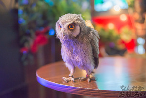 秋葉原のフクロウカフェ・アウルの森の写真画像まとめ_6130