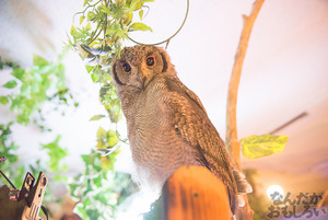 秋葉原のフクロウカフェ・アウルの森の写真画像まとめ_6103