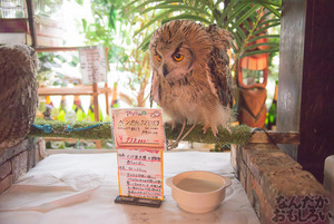 秋葉原のフクロウカフェ・アウルの森の写真画像まとめ_6058