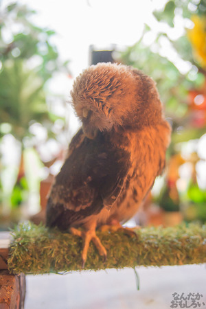 秋葉原のフクロウカフェ・アウルの森の写真画像まとめ_6066