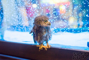 秋葉原のフクロウカフェ・アウルの森の写真画像まとめ_6089
