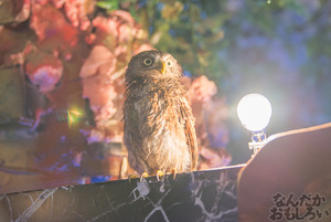 秋葉原のフクロウカフェ・アウルの森の写真画像まとめ_6087