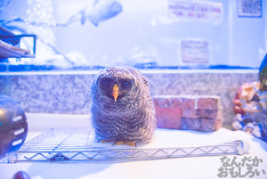 秋葉原のフクロウカフェ・アウルの森の写真画像まとめ_6164