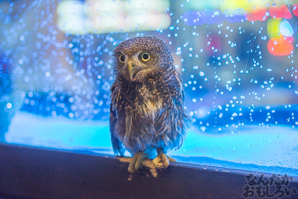 秋葉原のフクロウカフェ・アウルの森の写真画像まとめ_6092