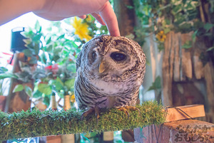 秋葉原のフクロウカフェ・アウルの森の写真画像まとめ_6140
