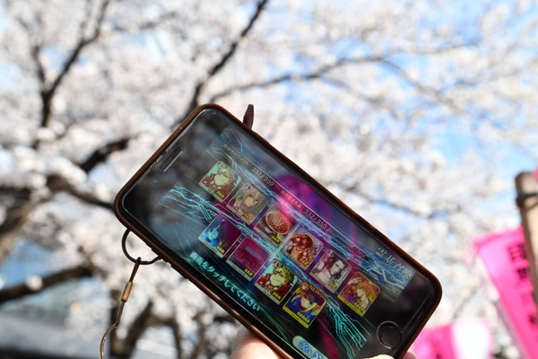 目黒川FGO桜ガチャ-8
