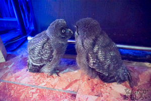 秋葉原のフクロウカフェ・アウルの森の写真画像まとめ_6077
