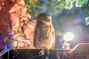 秋葉原のフクロウカフェ・アウルの森の写真画像まとめ_6084