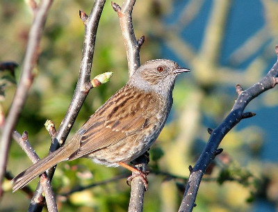 ヨーロッパカヤクグリ