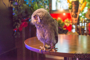 秋葉原のフクロウカフェ・アウルの森の写真画像まとめ_6134