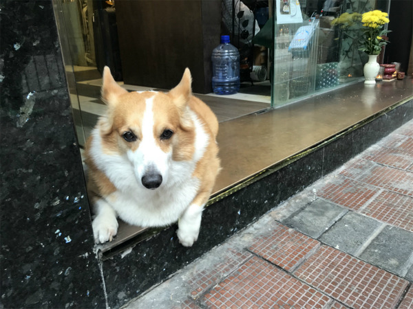 『FGOガチャ』セミラミスへラストチャンスガチャ-10 12 03 29