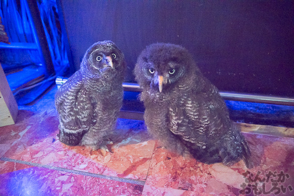 秋葉原のフクロウカフェ・アウルの森の写真画像まとめ_6079
