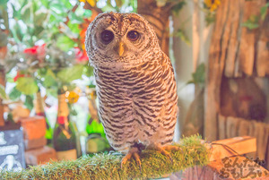 秋葉原のフクロウカフェ・アウルの森の写真画像まとめ_6136