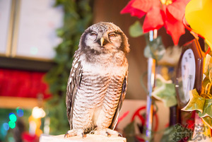 秋葉原のフクロウカフェ・アウルの森の写真画像まとめ_6113