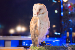 秋葉原のフクロウカフェ・アウルの森の写真画像まとめ_6146