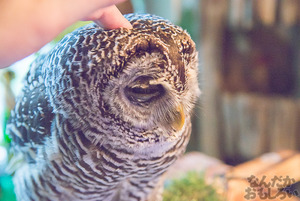 秋葉原のフクロウカフェ・アウルの森の写真画像まとめ_6139