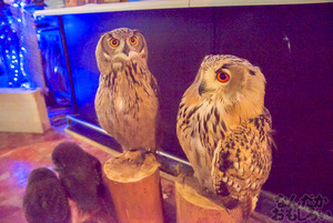 秋葉原のフクロウカフェ・アウルの森の写真画像まとめ_6153