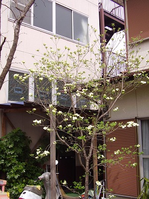 春の庭 家の前 イサク日記