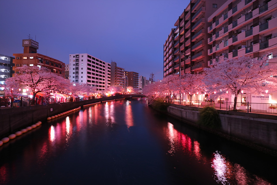 大岡川 桜まつり16 ざんぶろ 大岡川 桜まつり16 ざんぶろ