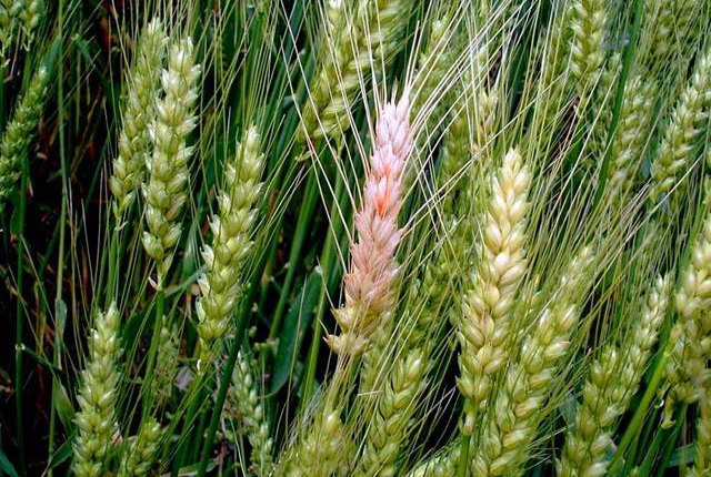 小麦カビ毒、ヨーロッパ全土で確認