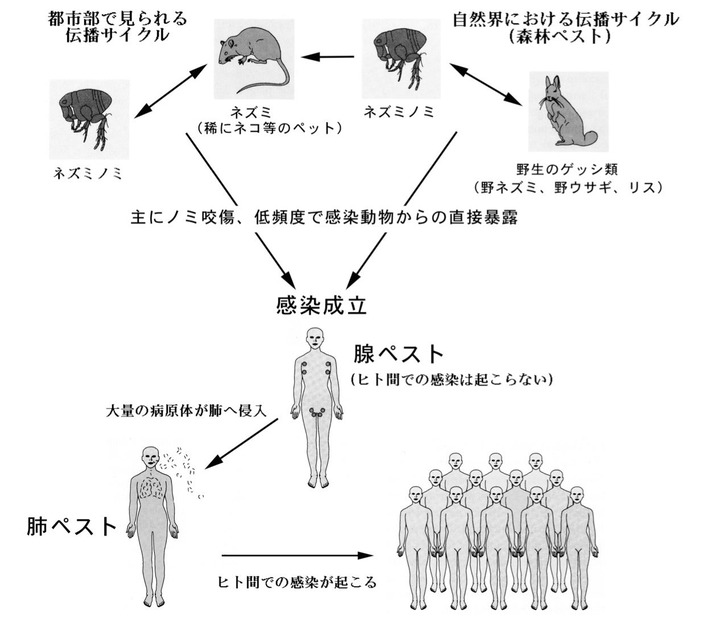 ペスト