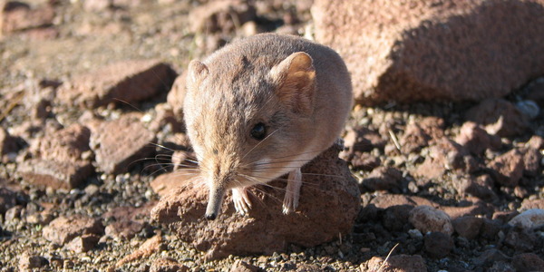 Macroscelides