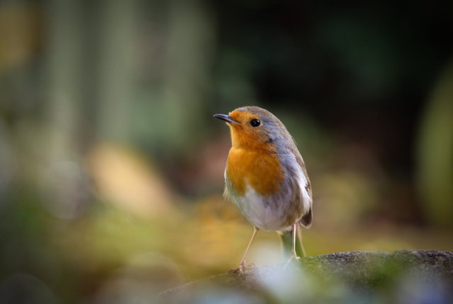 研究者「鳥の鳴き声聞けば精神面がいろいろ良くなるぞ！」