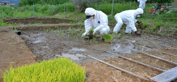 福島田植え