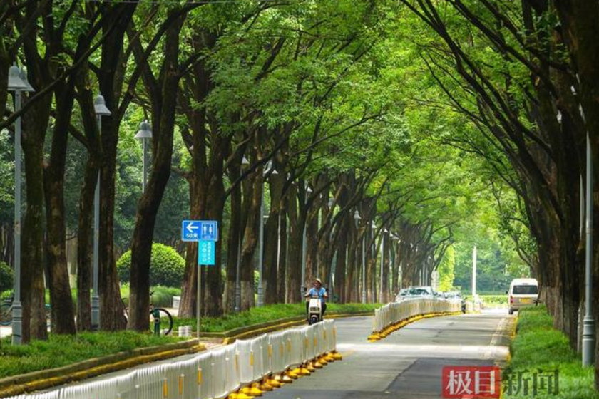 中国のとある街、街路樹カバー率は88%