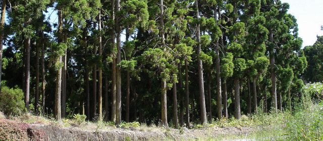 全人類が毎年1本、20年間植えたら地球環境はどうなるのか？