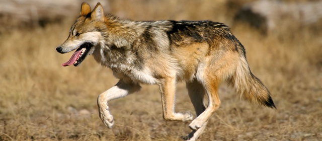 集団から離れて行動する生き物、種の存続を意識か？