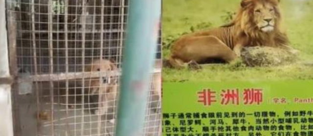 ライオンの檻からワンワン 動物園の動物すら捏造する中国 Zapzap ライオンの檻からワンワン 動物園の動物すら捏造する中国 Zapzap