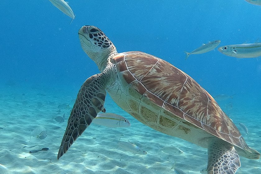 ウミガメを食べると人間は死ぬ